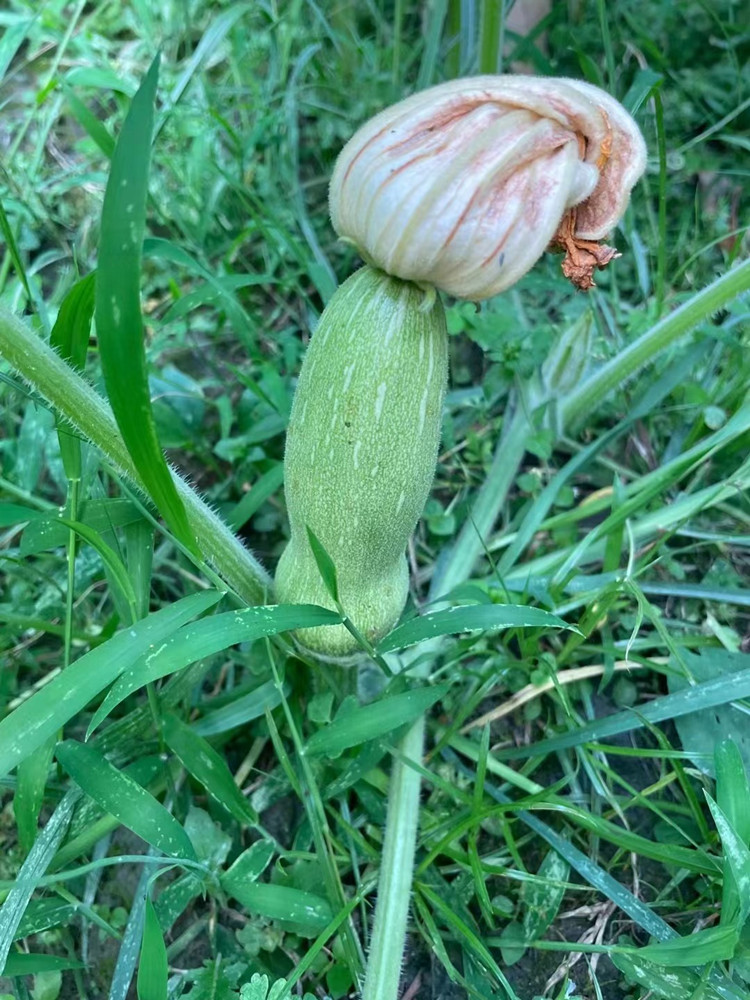 豐收季來襲！新華農(nóng)場喜迎豐收季~