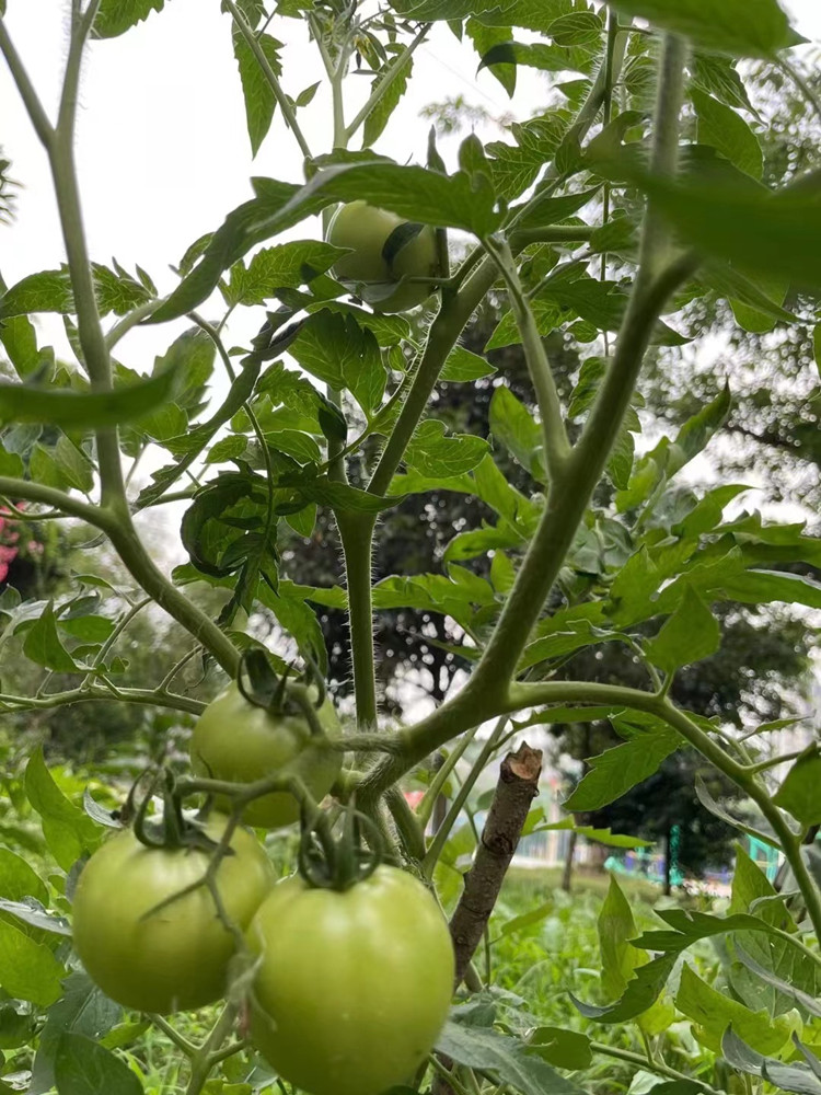 豐收季來襲！新華農(nóng)場喜迎豐收季~